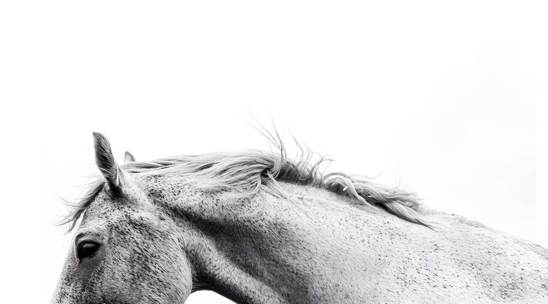 a beautiful horse running